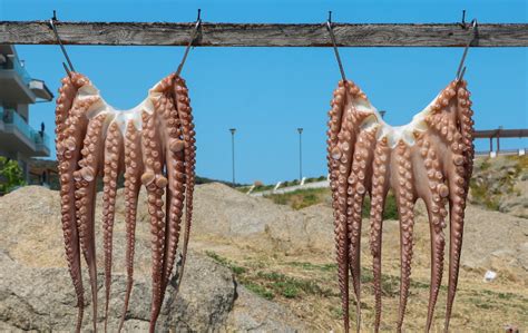 Help Stop the World’s First Octopus Farm | PETA