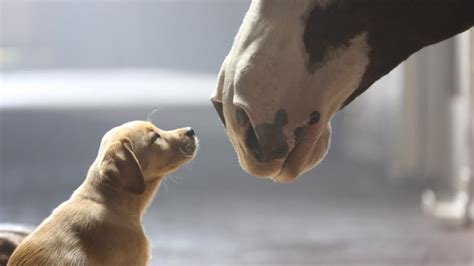 Budweiser Clydesdales Super Bowl commercials | ksdk.com