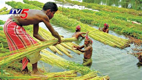 Problems of Jute Cultivation and Jute Industry | AP | Annapurna ...