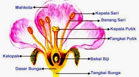 Gambar Bagian Bunga - Riset