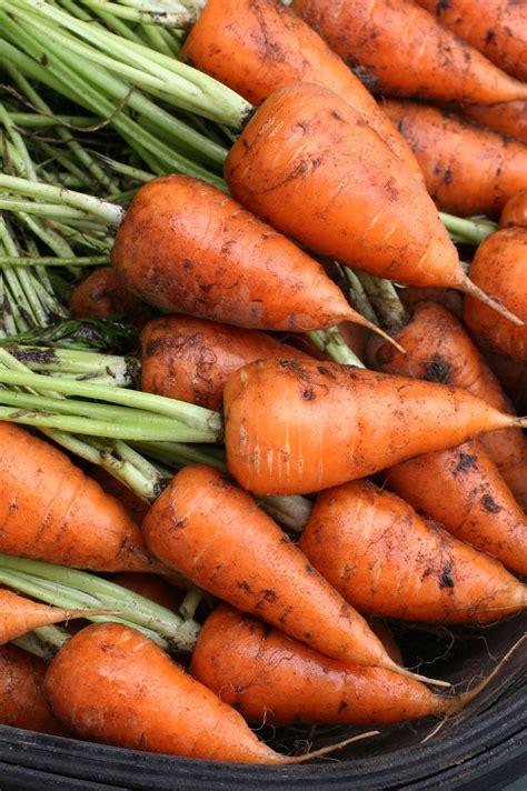 Chantenay carrots go to school | Carrots, Carrot seeds, Seeds