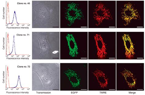 Flow cytometry profiles and fluorescent images of representative cloned... | Download Scientific ...