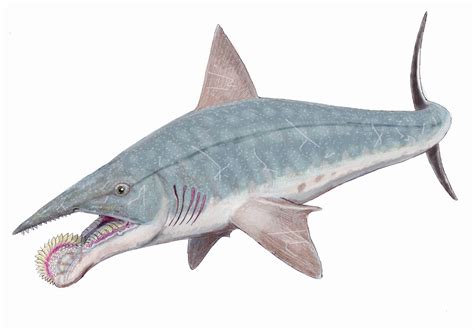 Helicoprion | Dinosaur Wiki | FANDOM powered by Wikia