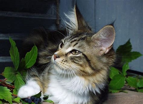 Maine Coon Personality Traits - Maine Coon Guide