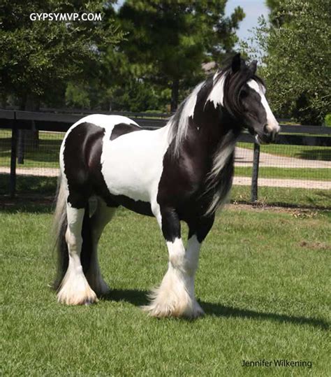 Gypsy Vanner Horses for Sale | Mare | Black and White | Layla