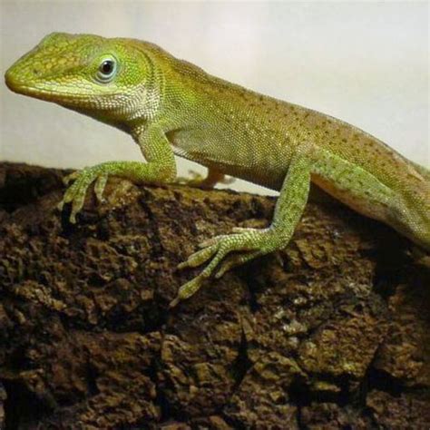 Green Anole