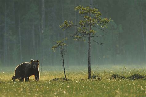 Brown Bear Habitat