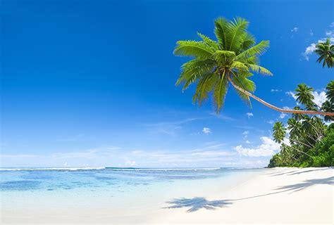 Fonds d'ecran Mer Tropique Ciel Plage Arecaceae Nature télécharger photo