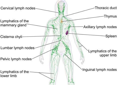 Lymph Nodes In The Groin Region