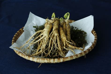 How To Grow Ginseng | Harper's Nurseries