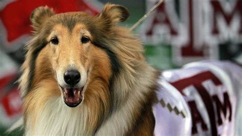 Texas A&M mascot Reveille VIII laid to rest