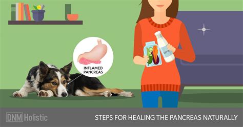 Dog Pancreatitis: 11 Steps For Natural Healing And Prevention