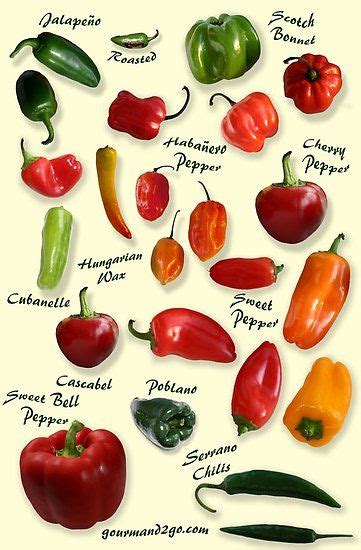 Chili Pepper Identification Poster by Dreambarks | Pimentas, Receitas ...