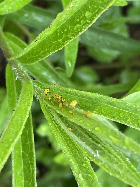 Should I be worried about these yellow aphids on my young butterfly weed? : r/gardening