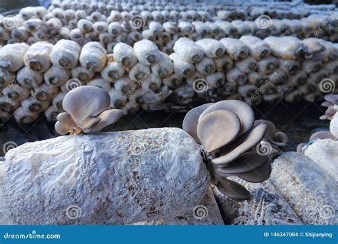 Oyster Mushroom Cultivation Stock Photo - Image of vegetable, eating: 146347084