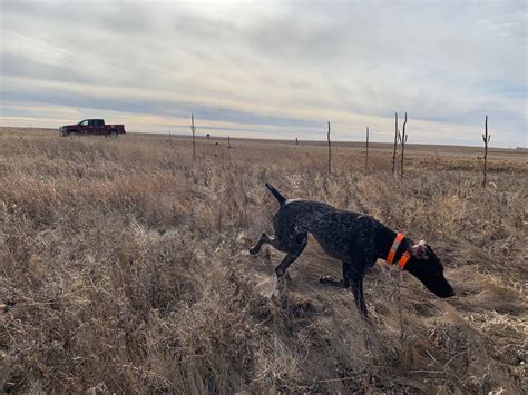 Pheasant Hunting: How to Get Started | GearJunkie