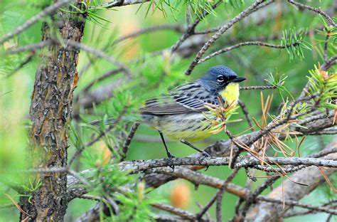 The Kirtland’s warbler is here to stay