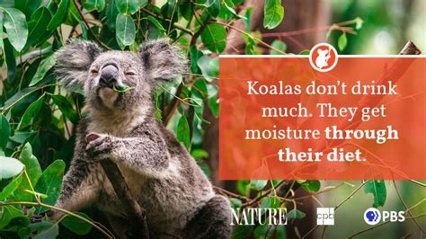 Koala Fact Sheet | Blog | Nature | PBS