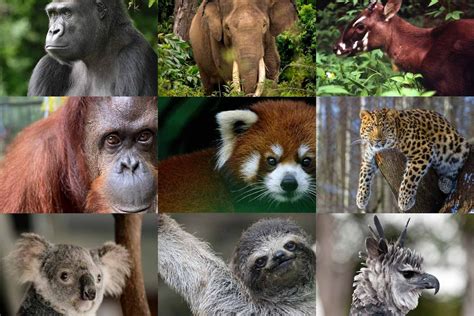 5 Endangered Species Facing Extinction Due To Deforestation