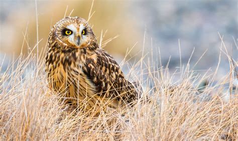 Short-eared Owl | Audubon Field Guide