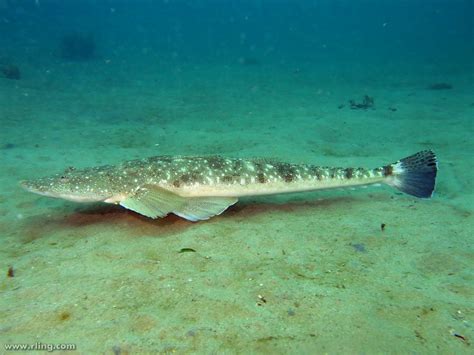 Dusky Flathead | A large Dusky Flathead (Platycephalus fuscu… | Flickr