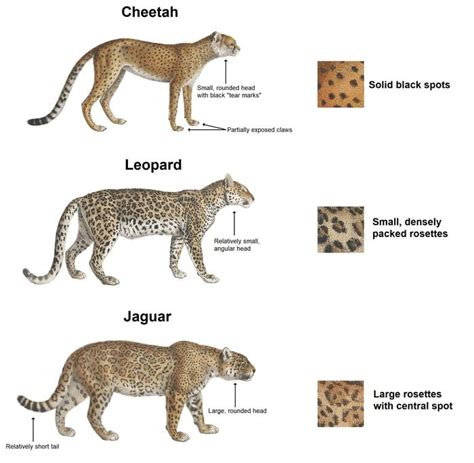 Cheetah vs. Leopard vs. Jaguar - Awesome | Jaguar animal, Jaguar ...