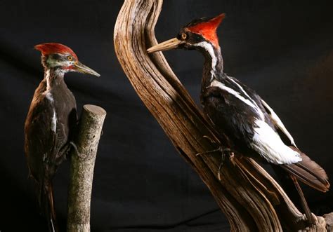 The Ivory-billed Woodpecker | The Story of Illinois