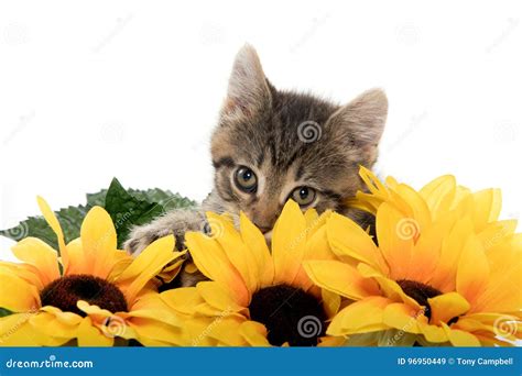 Cute Tabby Kitten Wiht Sunflowers Stock Image - Image of feline ...