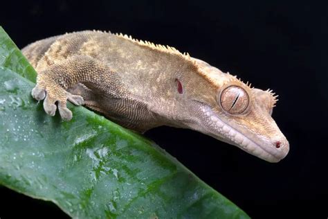 Crested Gecko Breeding: Tips for Success - Gecko Advice