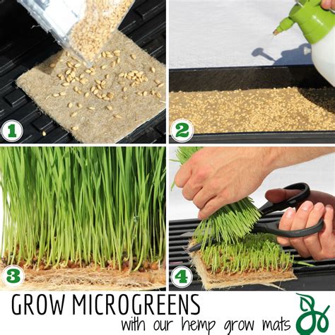 Grow Microgreens with 2 simple steps. Grow Microgreens without soil using hemp grow mats Micro ...