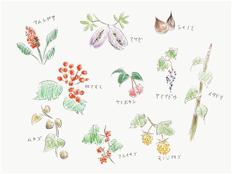 Wild plants :: Behance