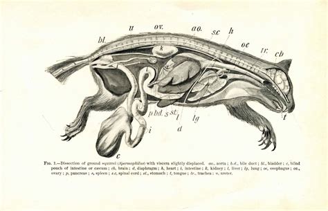 Squirrel Anatomy Diagram - Anatomical Charts & Posters