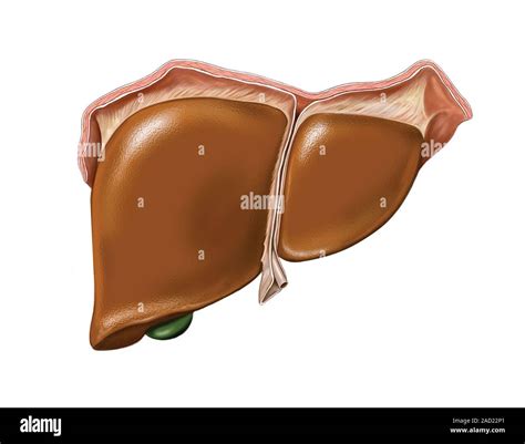 Illustration of the diaphragmatic surface of the liver. This anterior view illustration is from ...