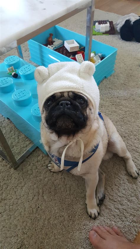 My Pug's Finn and Jake cosplay : r/adventuretime