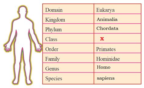 Human Taxonomy Chart