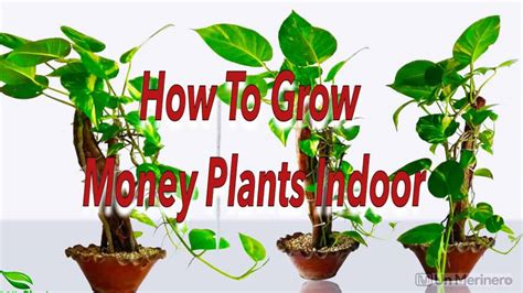 How To Grow Money Plant Indoor