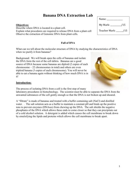 Banana DNA Extraction Lab