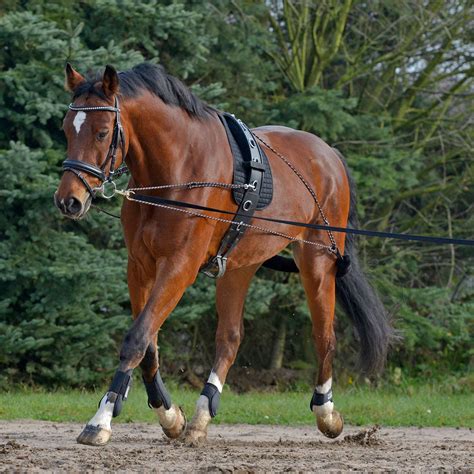 Waldausen Lunging System | Lunging Surcingle | – Paddock Saddlery