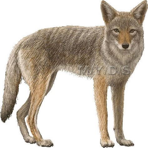 Coyote clipart 20 free Cliparts | Download images on Clipground 2024