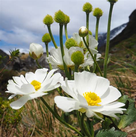 Alpine flowers in New Zealand