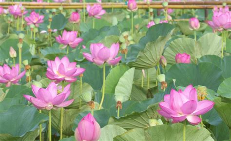 lotus, pink, leaves Wallpaper, HD Flowers 4K Wallpapers, Images, Photos and Background