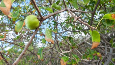 The Manchineel Tree in Florida May Be Deadliest in the World – NBC 6 South Florida