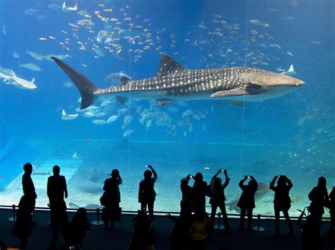 Whale Shark, Okinawa Churaumi Aquarium, Japan | Whale shark, Aquarium sharks, Whale