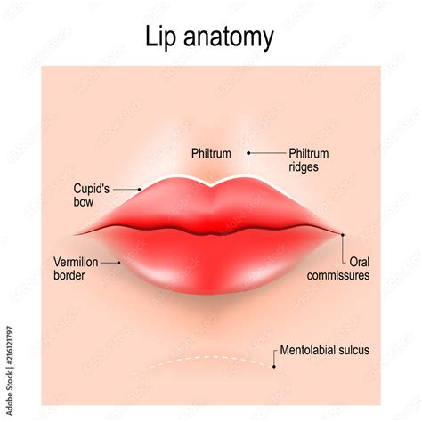 Anatomy of lips. Stock 벡터 | Adobe Stock