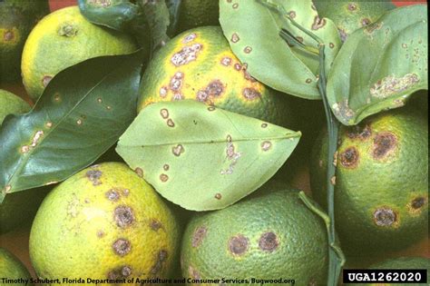 Fact Sheet: Citrus canker | Citrus Diseases