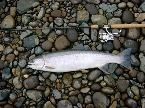 Oregon Fishing Seasons - Winter Steelhead, Spring Chinook Salmon, Fall Run Chinook Salmon ...