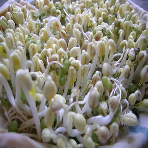 Sprouting beans