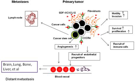 Potential Roles for CXCL12/CXCR4 in Cancer and Cancer Stem Cells ...