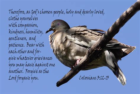 Mourning Dove Colossians 3 verses 12-13 Photograph by Linda Phelps