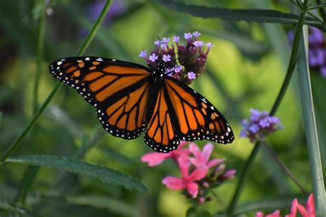 Pollinator insects in our gardens - Plantura